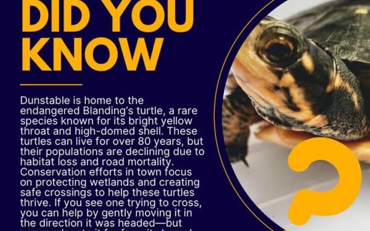 blanding turtle
